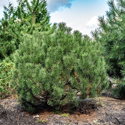 Сосна горная Мугус