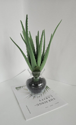 Алоэ / Арт 8060