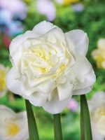 Нарцисс Махровый Обдам