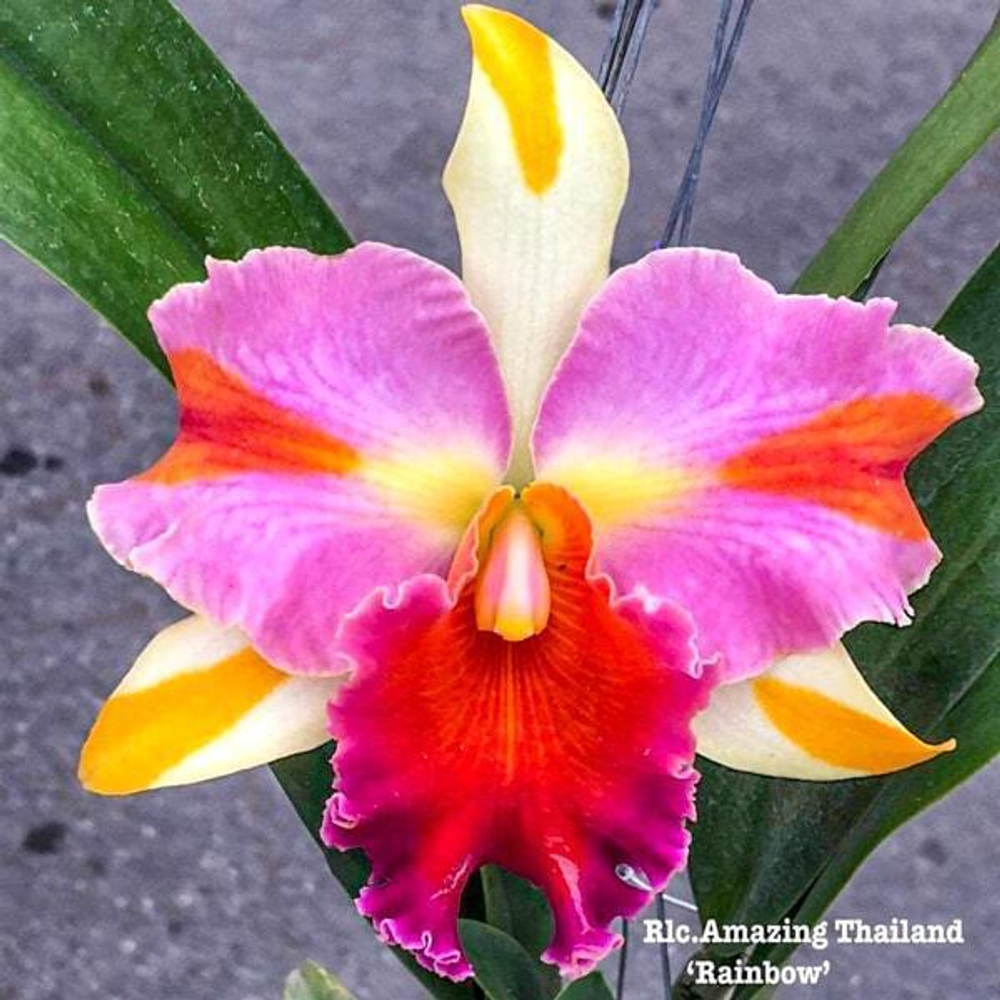 Орхидея ринхолелиокаттлея RLC. AMAZING THAILAND 'RAINBOW'