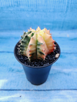 Gymnocalycium Variegata (Гимнокалициум Вариегатный)