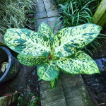 Диффенбахия KOOM BARAMEE