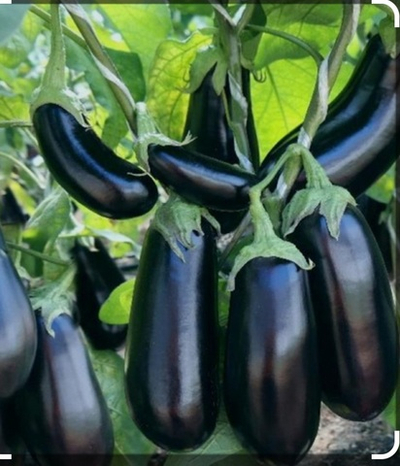 Баклажан Эпик F1 - Epic F1 1000шт