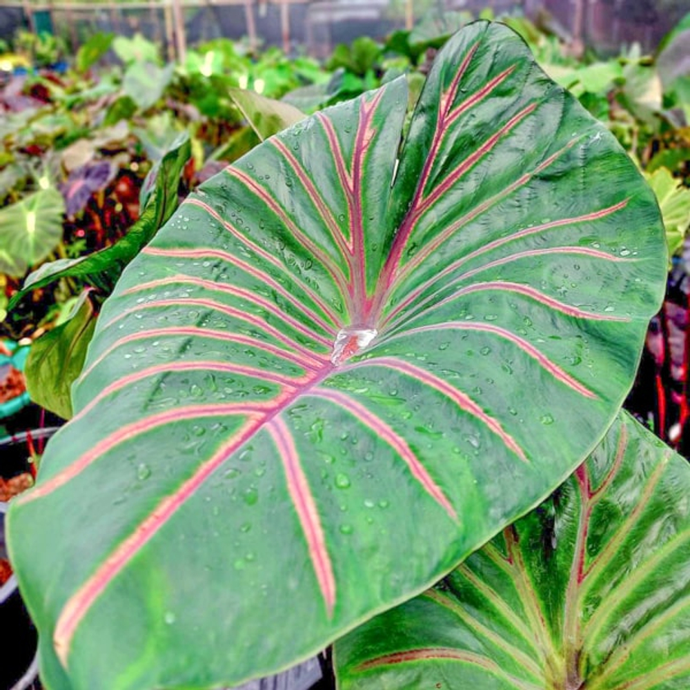 Колоказия LAVA LISA