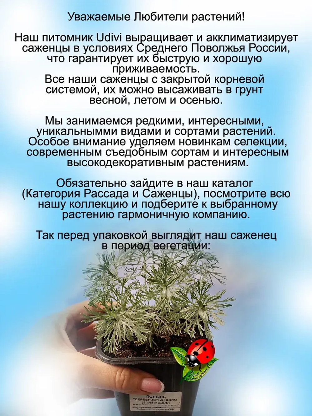Полынь шмидта Себебристый холм Сильвер Маунд