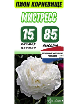Пион Корневище, Мистресс, 3+ почки, 1шт