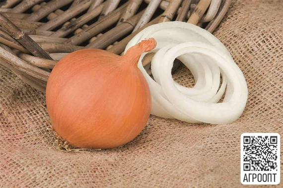 Манас F1 семена лука репчатого (Bejo / Бейо) продукт – фото 2