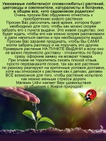 Крестовник Дельфинчики суккулент ампельный
