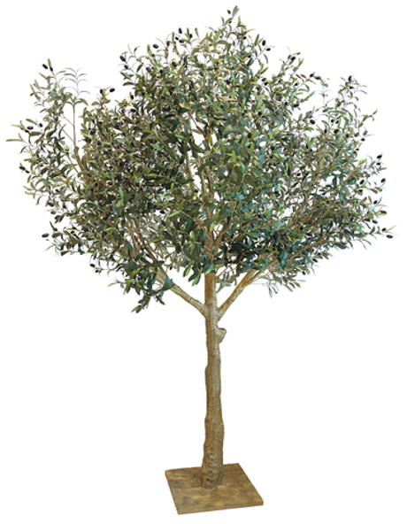 Олива с плодами - 230см (на платформе)