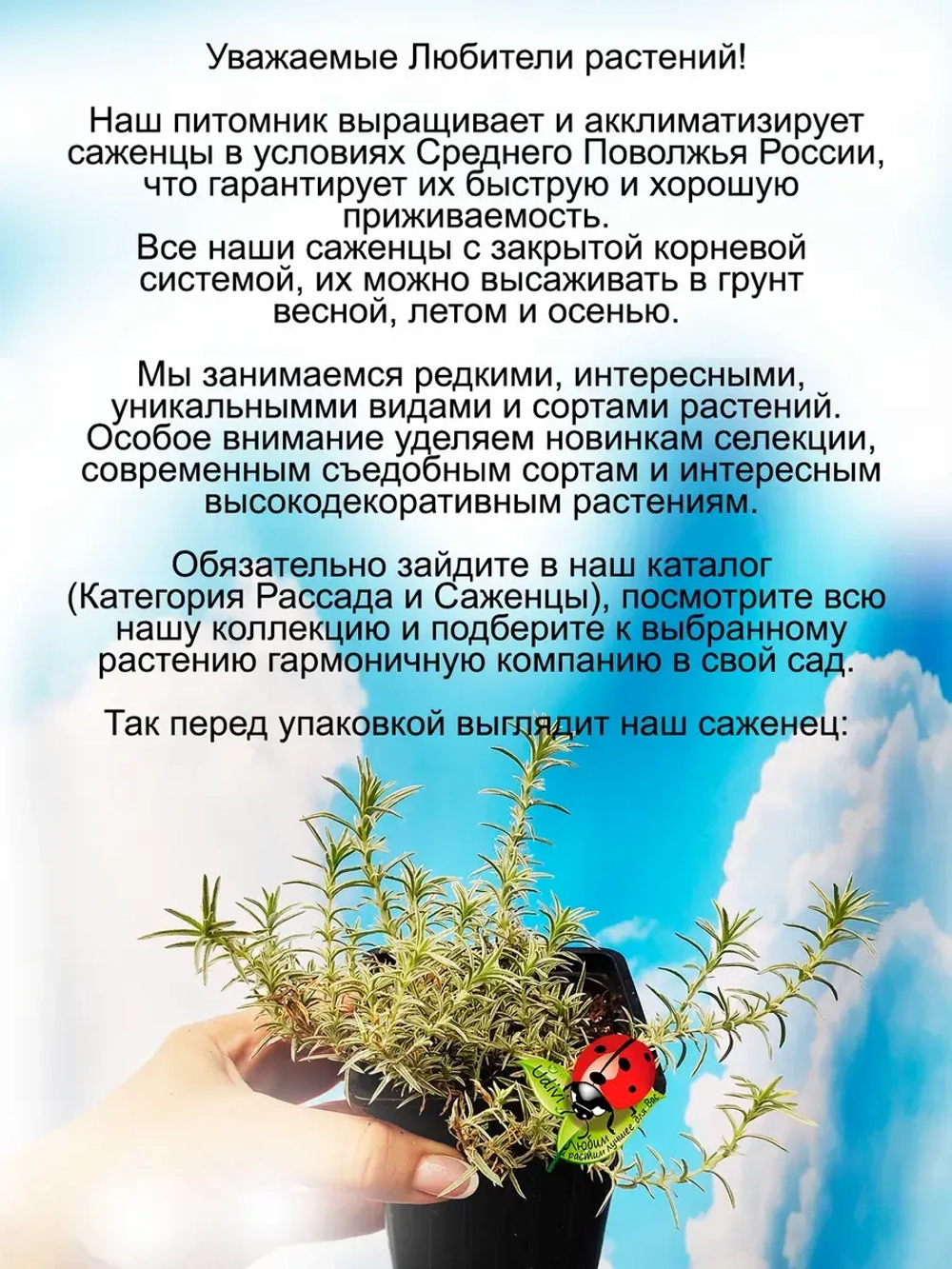 Флокс Вариегата шиловидный пестролистный
