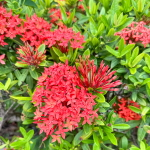 Иксора – Ixora