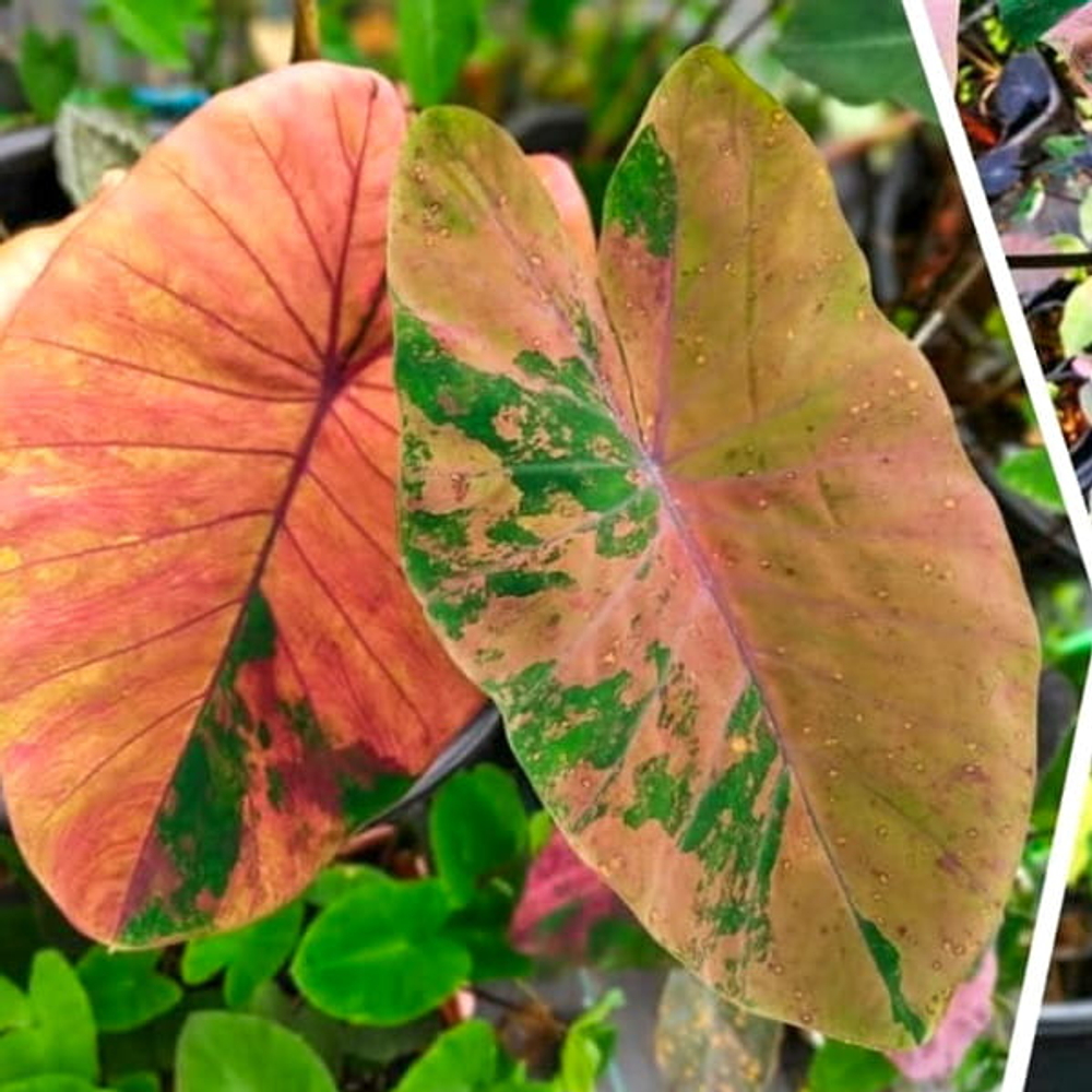 Колоказия PINK LEMONADE