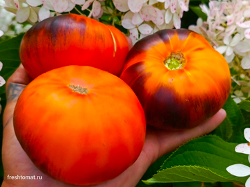Послеобеденный восторг (Afternoon delight) сорт томата