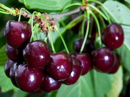 Саженец ДЮКа «Чудо-вишня» (Вишне-черешневый гибрид, Легендарный сорт, Ранний, Десертный вкус)