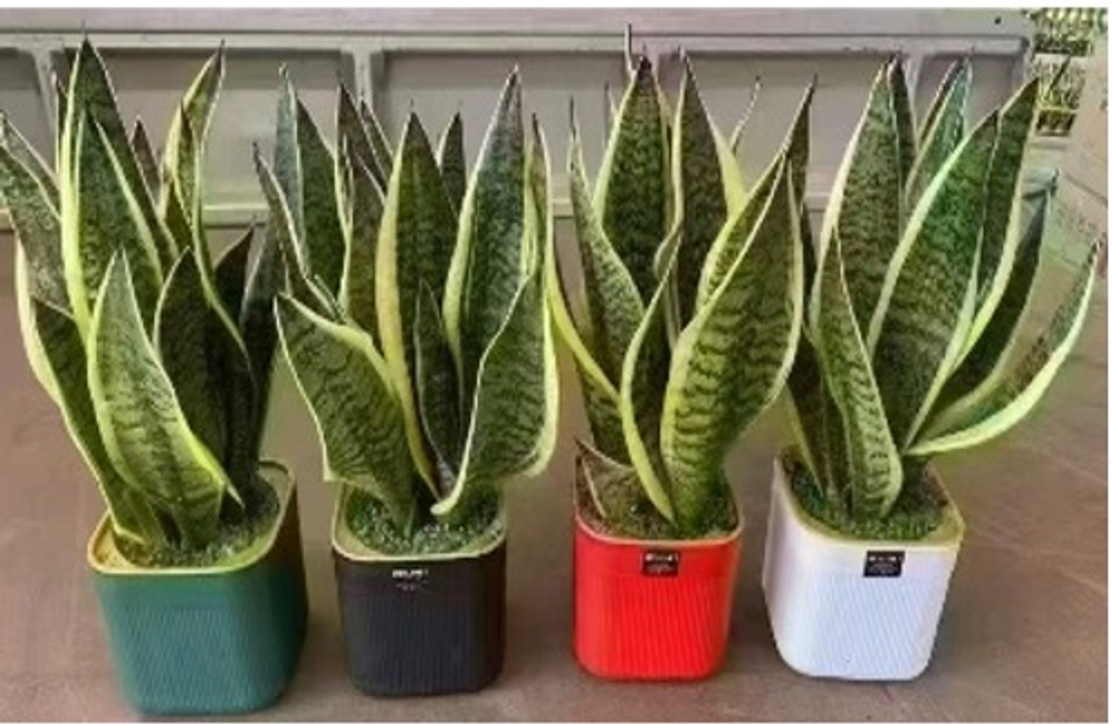 Сансевиерия Mini Forest д.14 горшок с автополивом