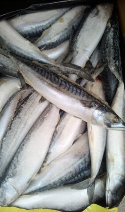 Скумбрия атлантическая