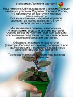 Фуксия Гартенмейстер Бонстедт тёмнолистная