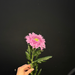 Хризантема одноголовая зефирная Сиреневая / 1 шт