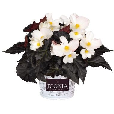 1218 Бегония ICONIA UPRIGHT WHITE (ВЕСНА 2025)