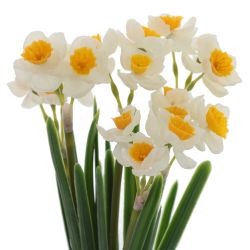 GAEM Цветы искусственные "Букет Нарциссов", L10 W6 H30 см
