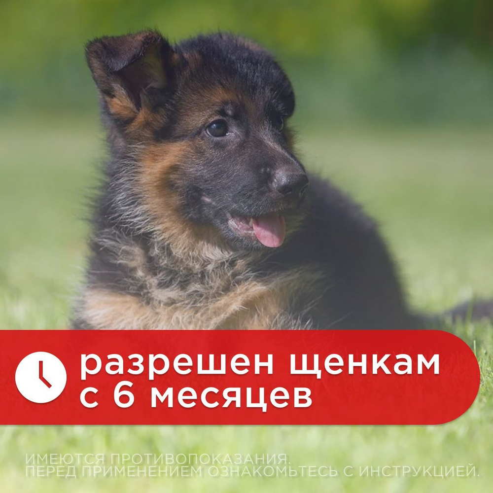 БЕЛКАРОЛИН Мелоксивет 0,2%, противовоспалительный раствор для инъекций, для кошек и собак, 10 мл, 5 шт.