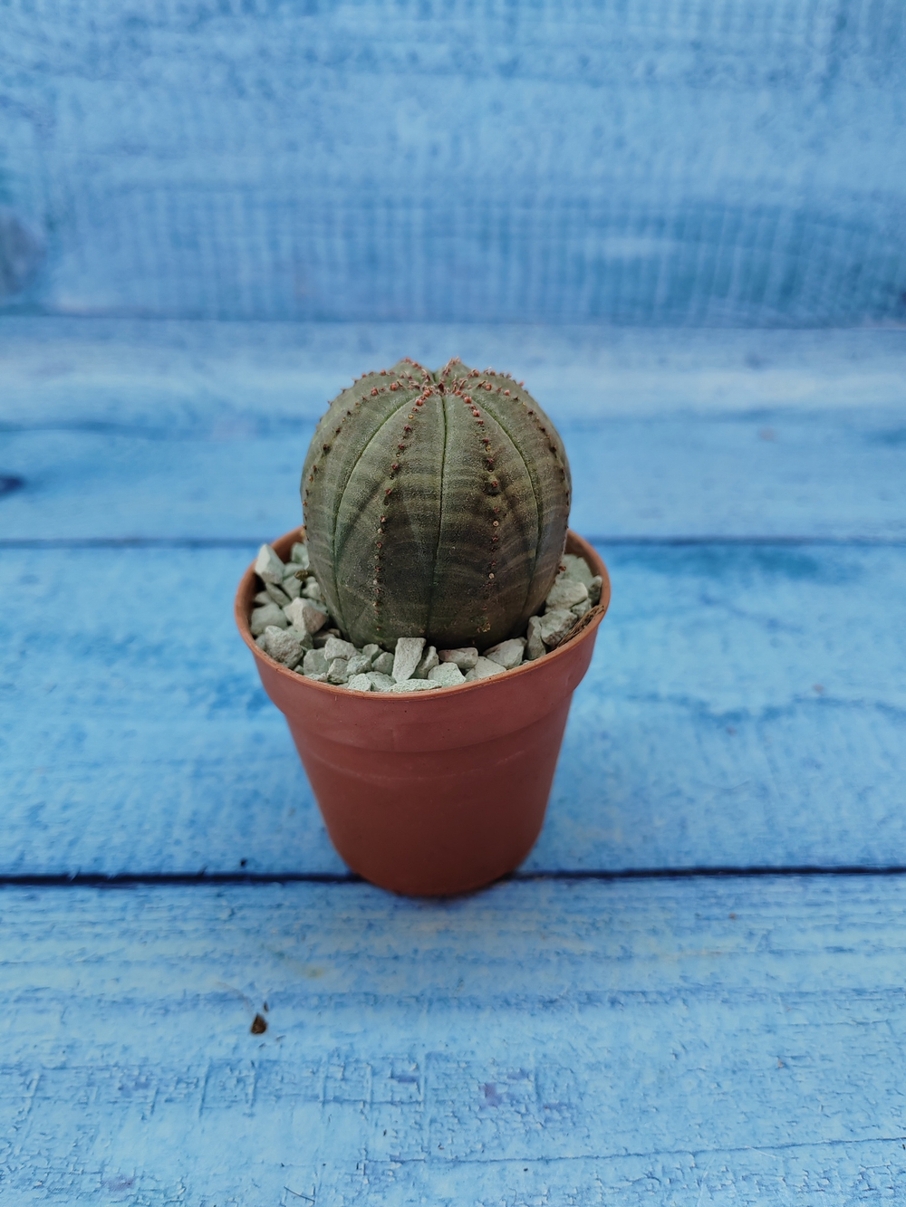 Euphoria Obesa (Эуфорбия)