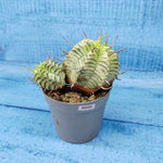 Euphorbia meloformis f. Variegated (Эуфорбия вариегатная)