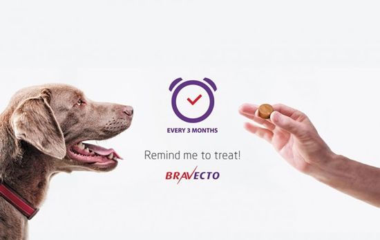 Мифы о таблетках от блох и клещей