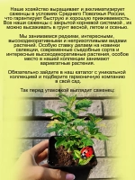 Полынь Жанлим вариегатная пёстролистная