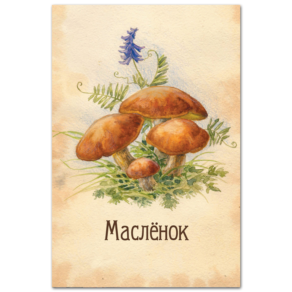 Маслёнок