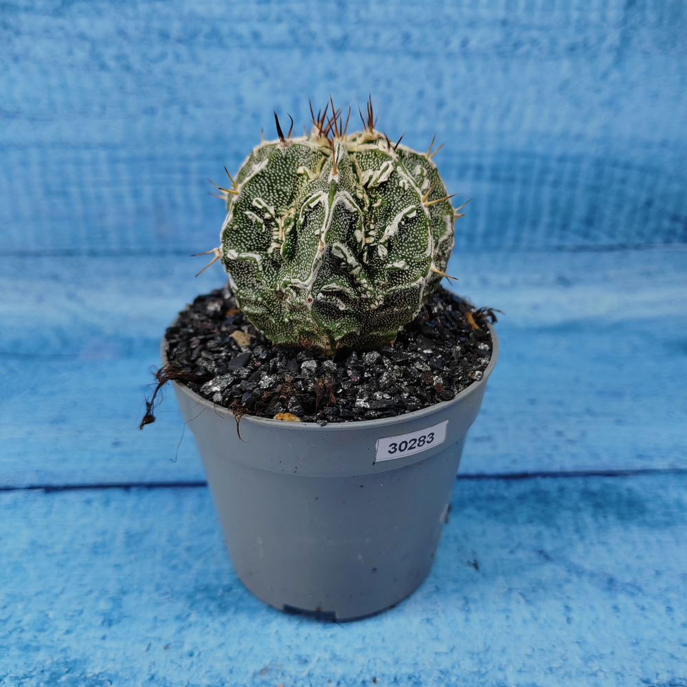Astrophytum Myriostigma cv. Fukuryu (Астрофитум)