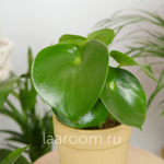 Пеперомия Полиботрия Рэйндроп 14/30