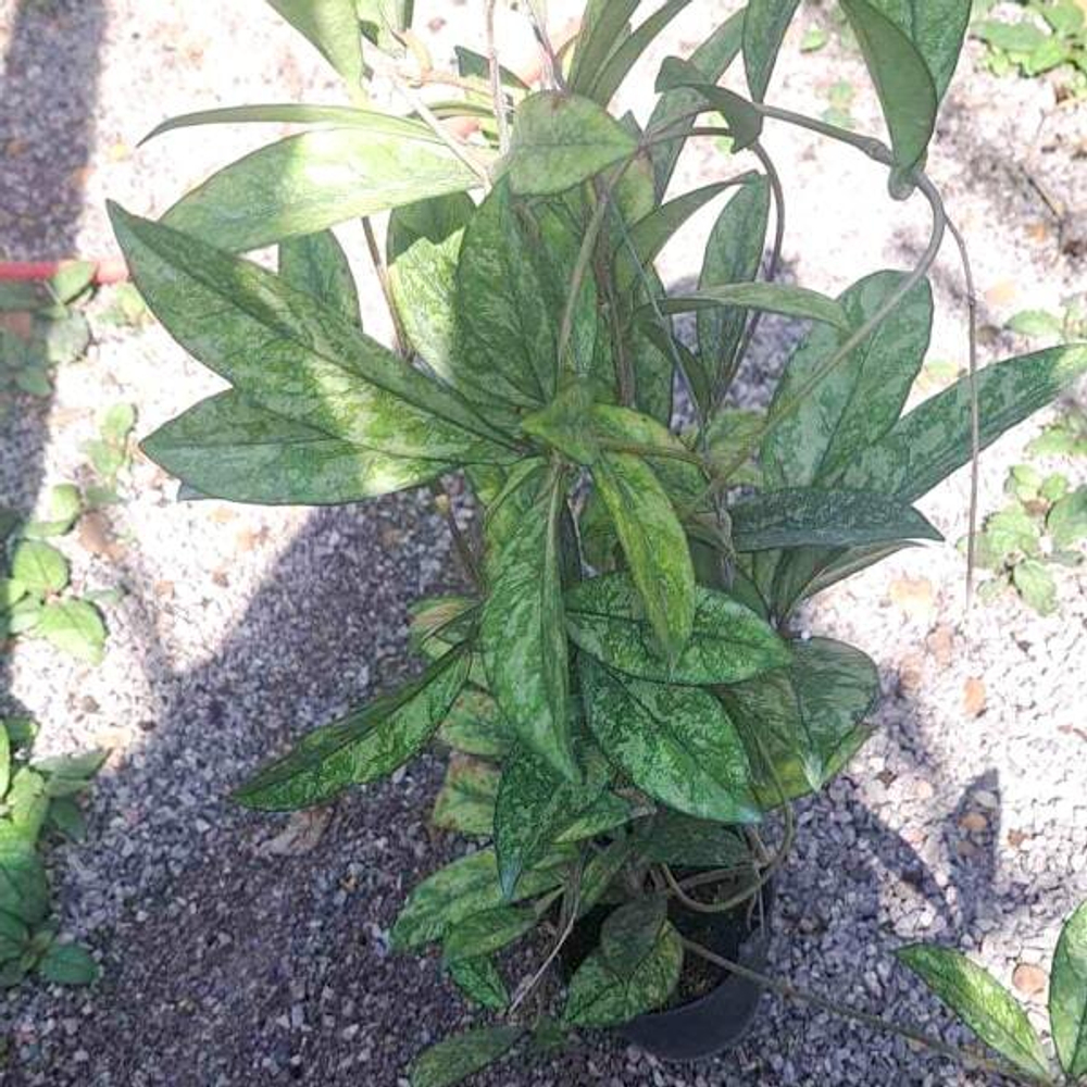 Хойя CRASSIPETIOLATA SPLASH