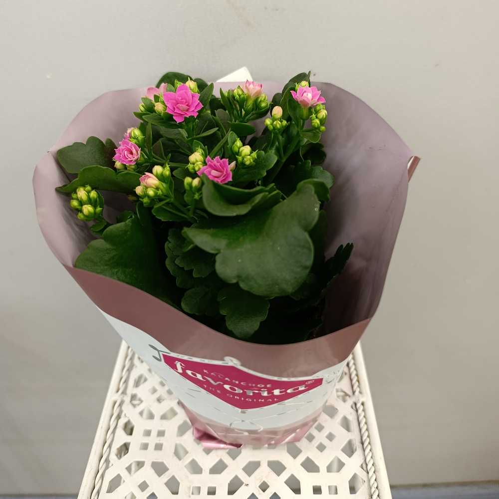 Каланхое каландива