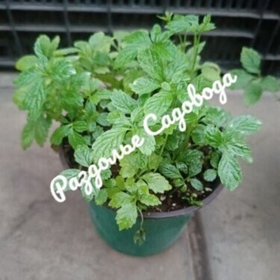 Гиностемма пятилистная