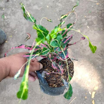 Кротон CAKAR AYAM