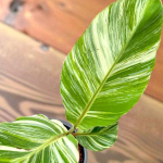 Банан вариегатный NAM WAH PAK CHONG