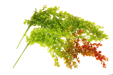 Куст брусничника свисающего