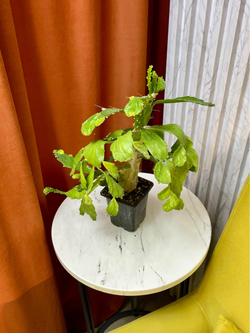 Опунция Нопалея, Кактус, D9см Н25см, 1шт, Urban Jungle (7143)