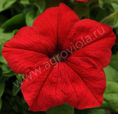S6010 Петуния кустовая Grandiflora Limbo GP Red 100 шт.