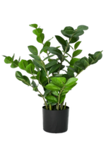 Экзотические растения