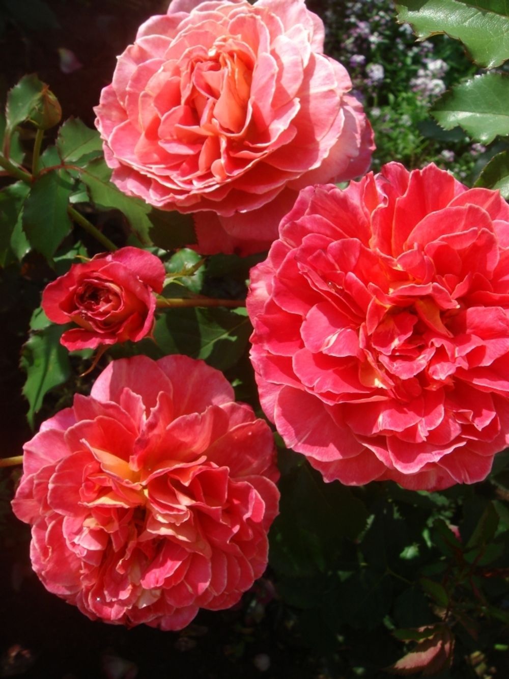 Рене Саммю (Reine Sammut)