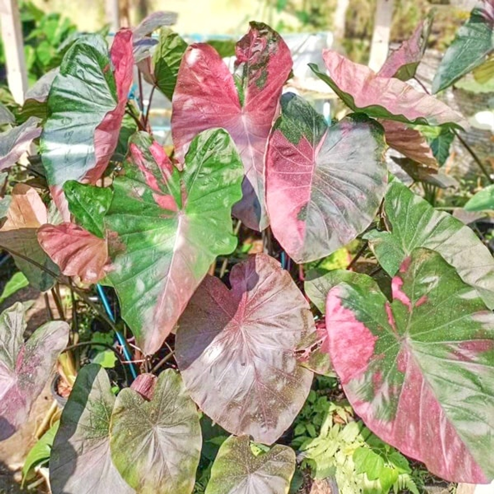 Колоказия CELEBRITY PINK