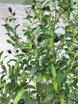 Искусственное Оливковое дерево 180см в кашпо