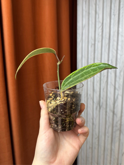 Хойя Макрофилла Альбомаргината, D6см Н15см, 1шт, Urban Jungle (7583)