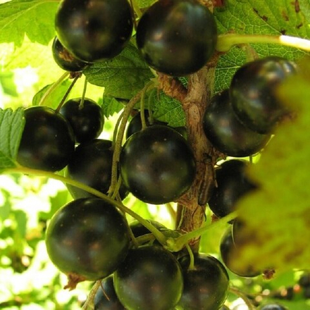 Смородина чёрная Ладушка