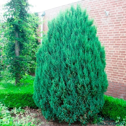 Можжевельник китайский Стрикта (Juniperus chinensis Stricta) р9 август 2026 г