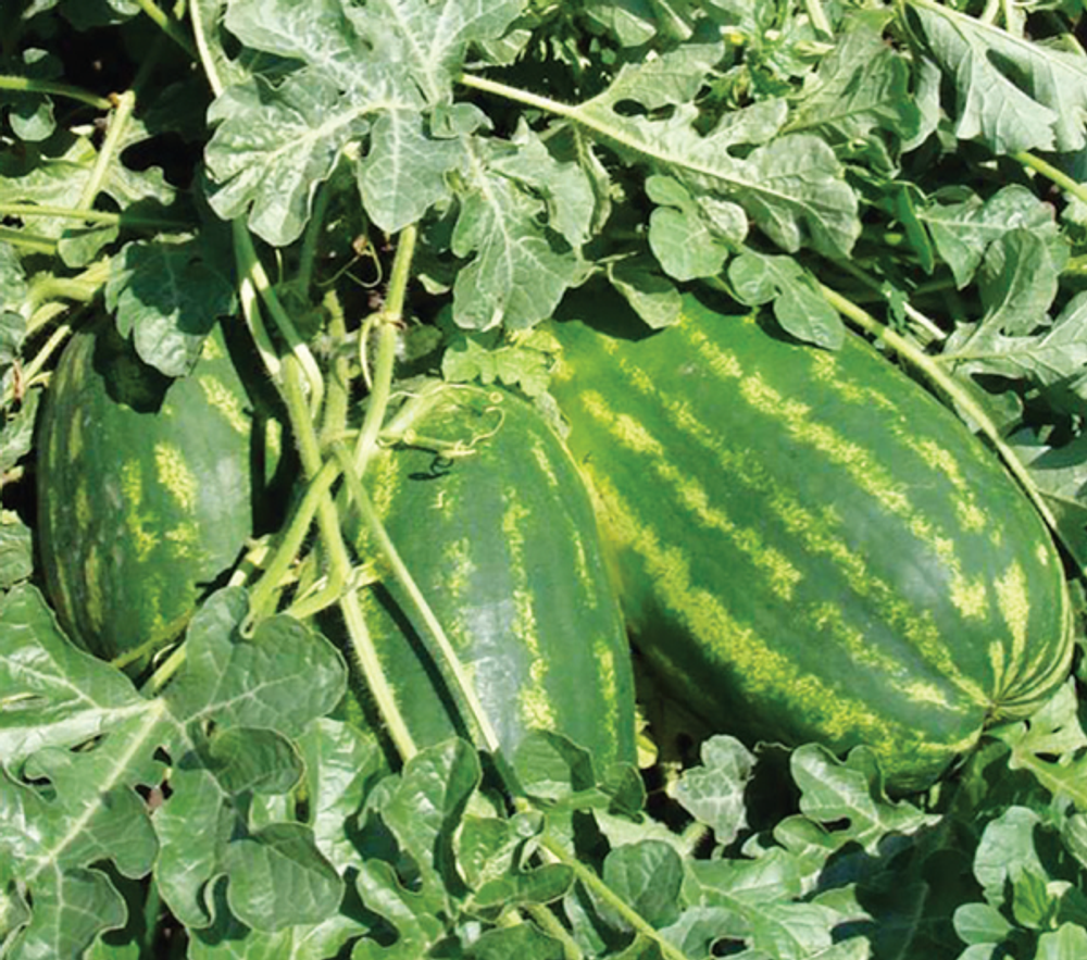 Арбуз Фарао F1 5шт Мировые Семена VITA GREEN