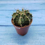 Gymnocalycium Friedrichii (Гимнокалициум)