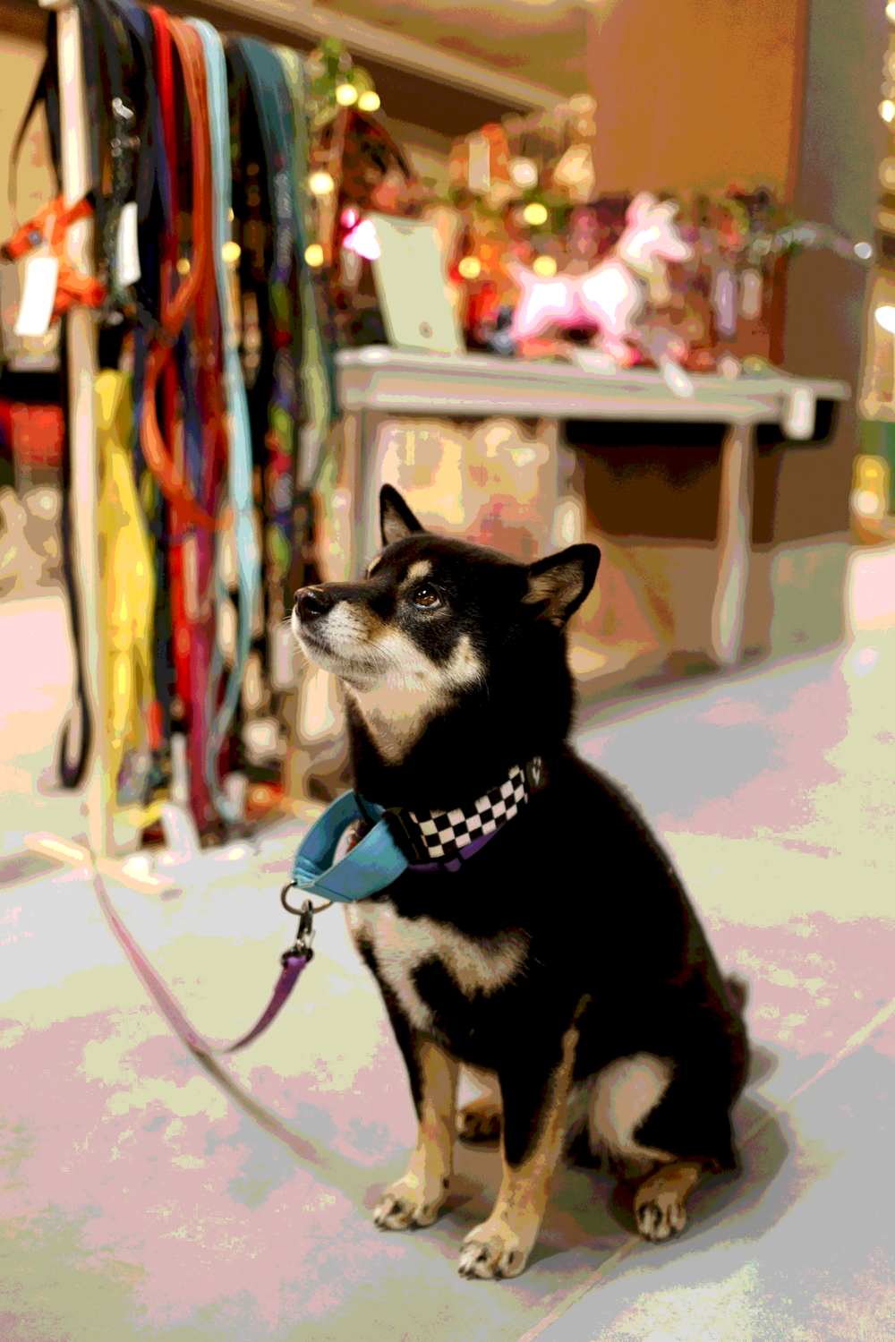 Ошейник Калифорнийский олдскул